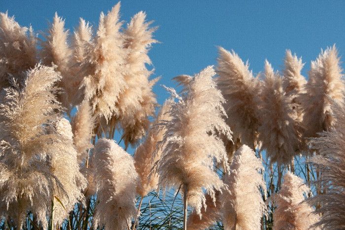 Weiches Pampasgras vor blauem Himmel